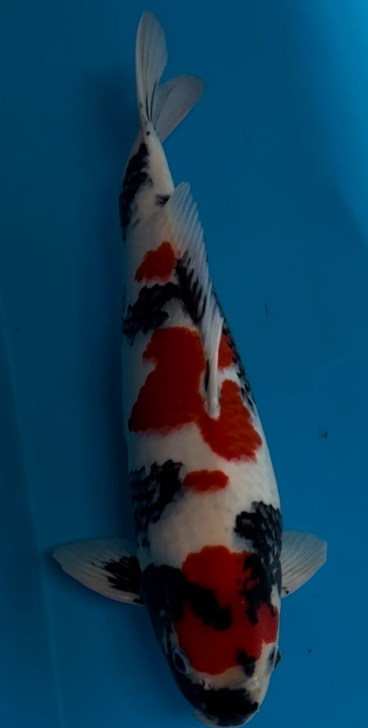 Juara 5