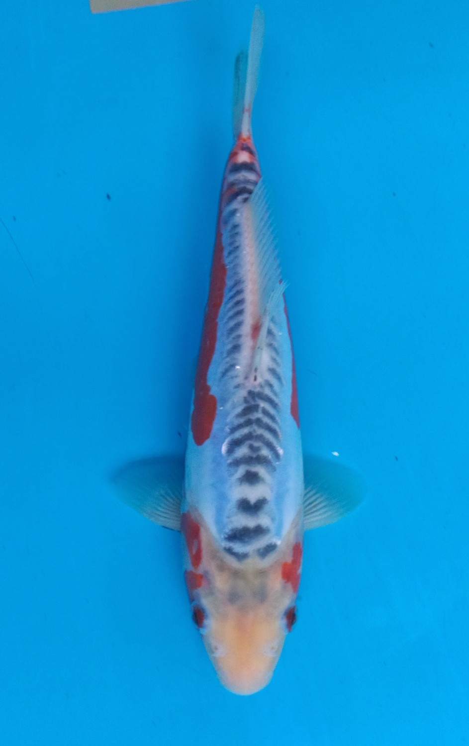 Juara 5