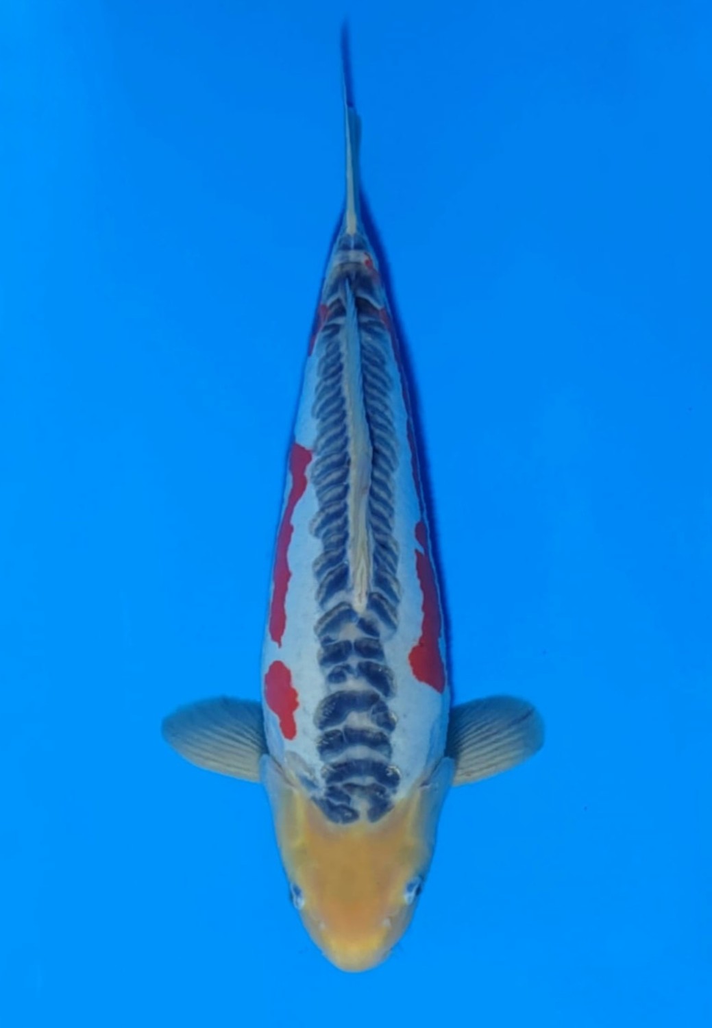 Juara 2