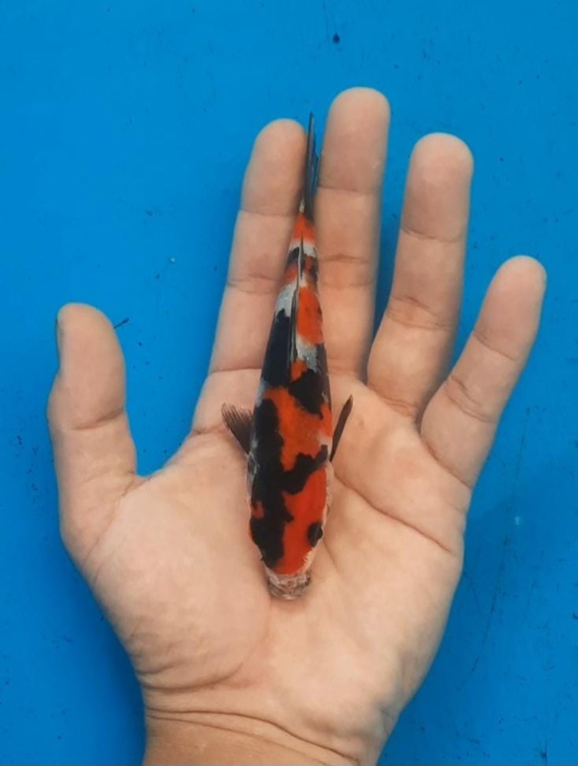 Juara 5