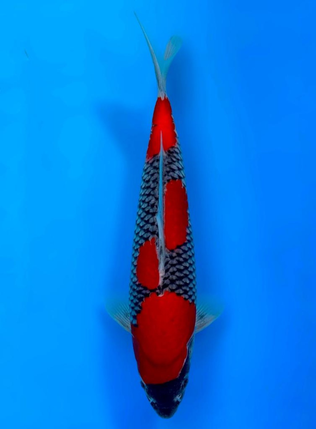 Juara 1