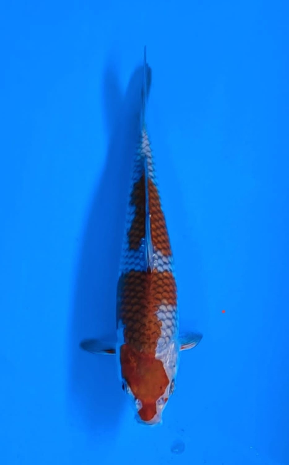 Juara 1