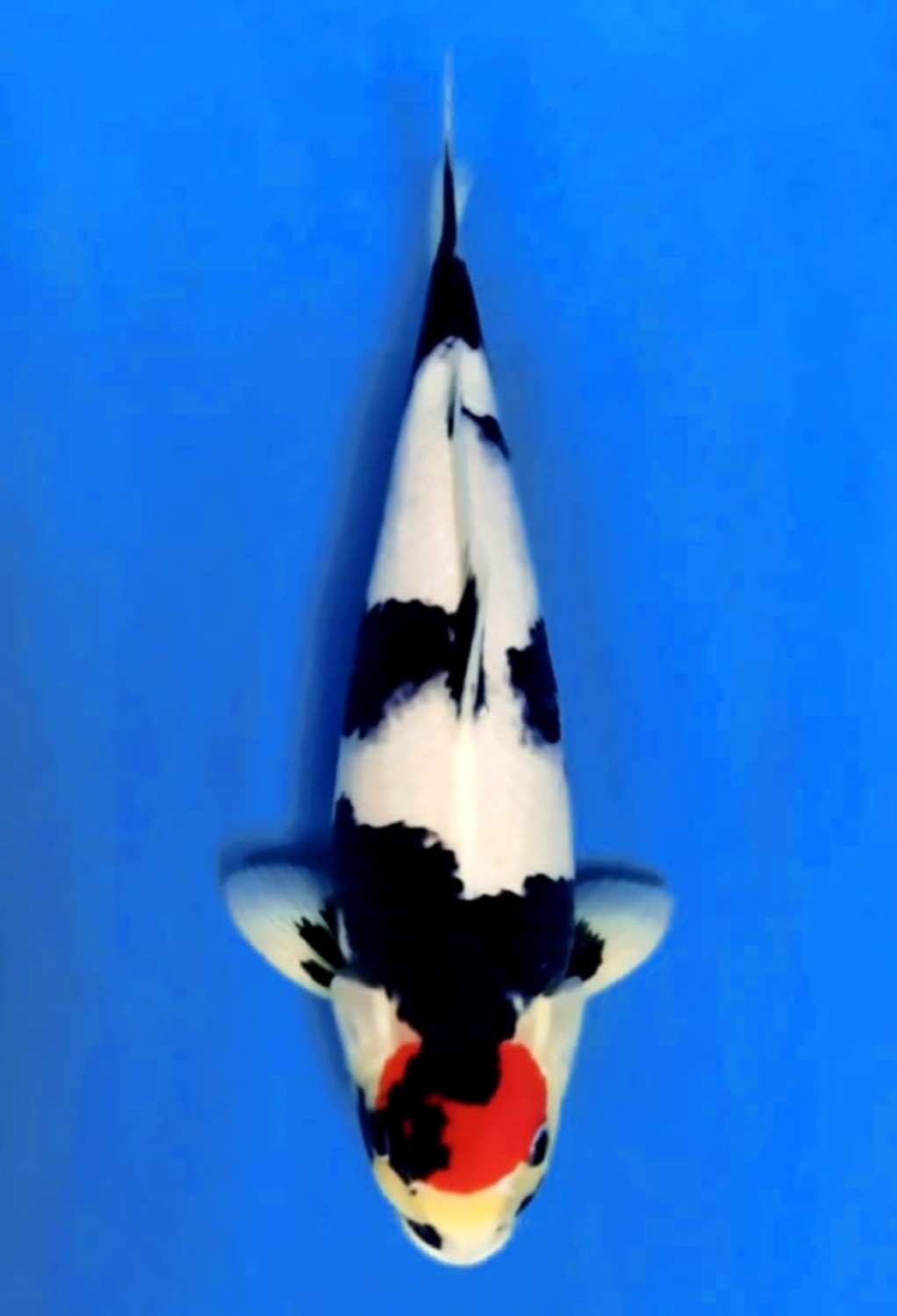 Juara 1