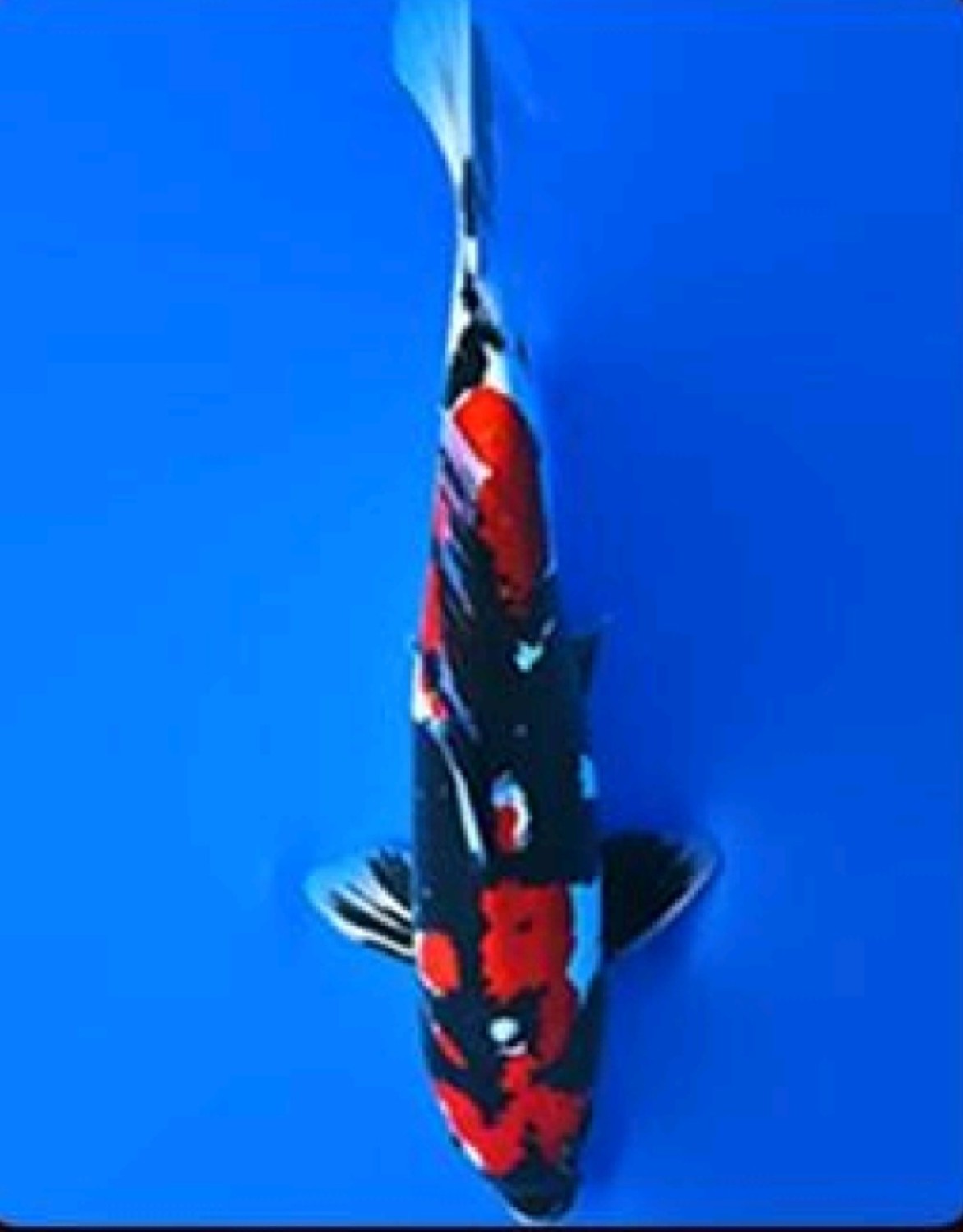 Juara 1