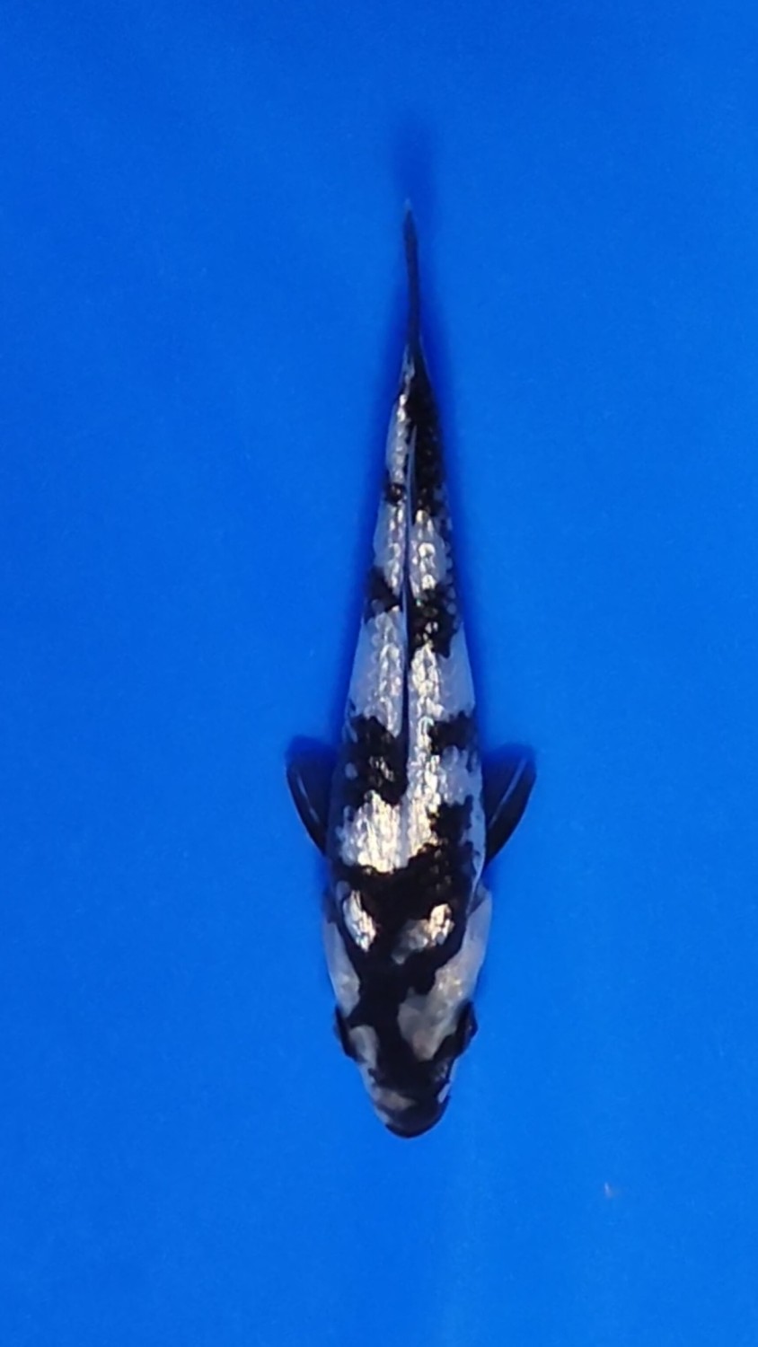 Juara 2