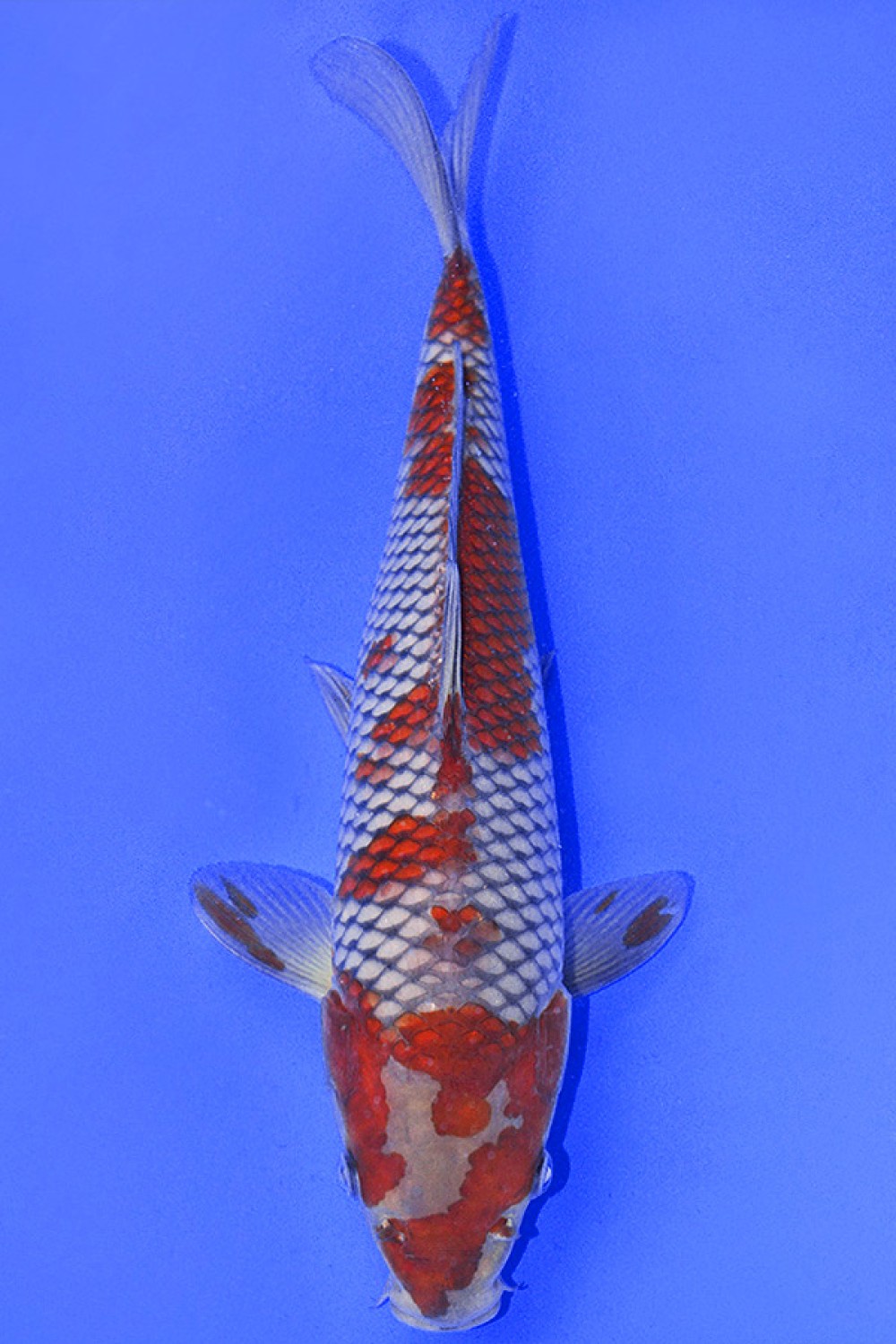 Juara 1