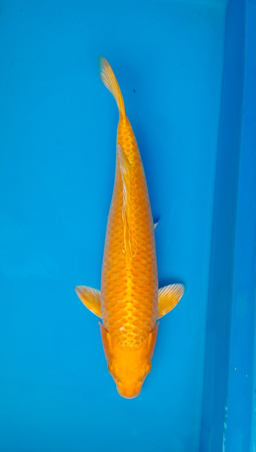 Juara 4