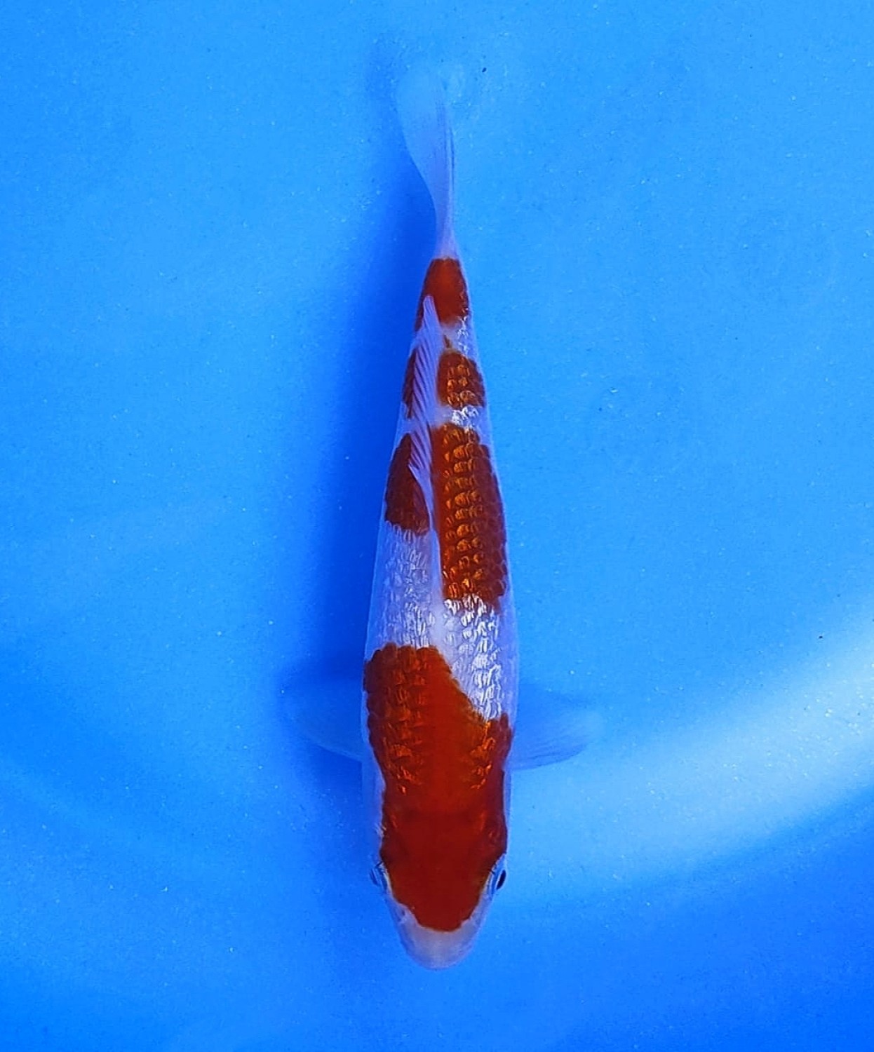 Juara 1
