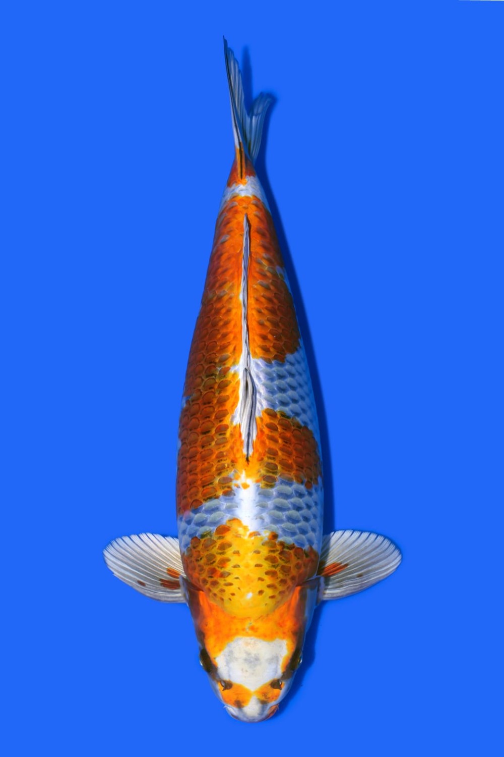 Juara 3