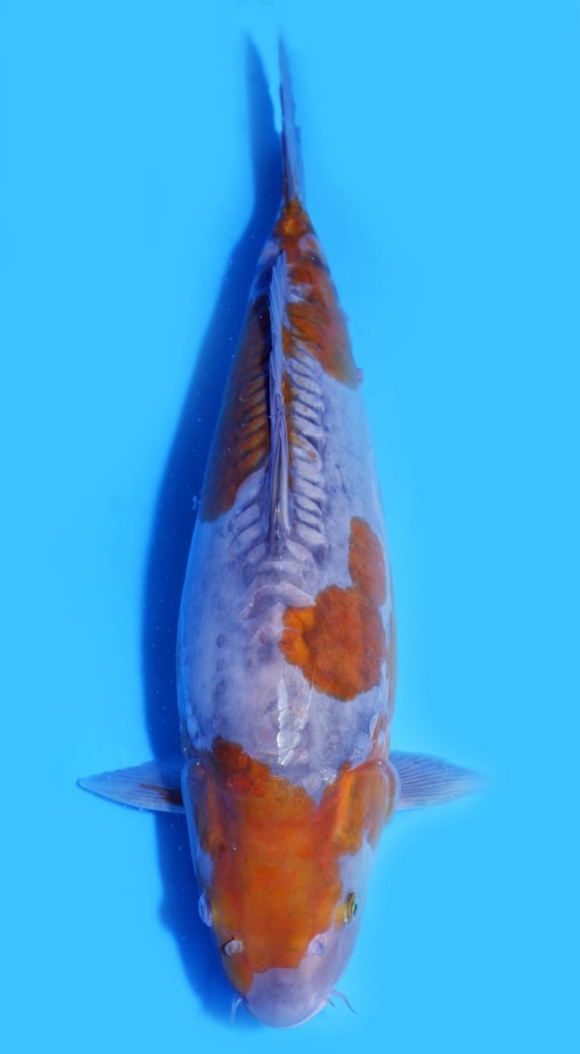Juara 1