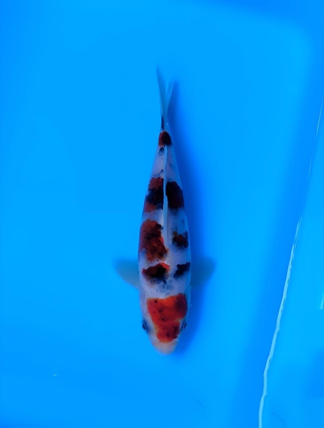 Juara 5