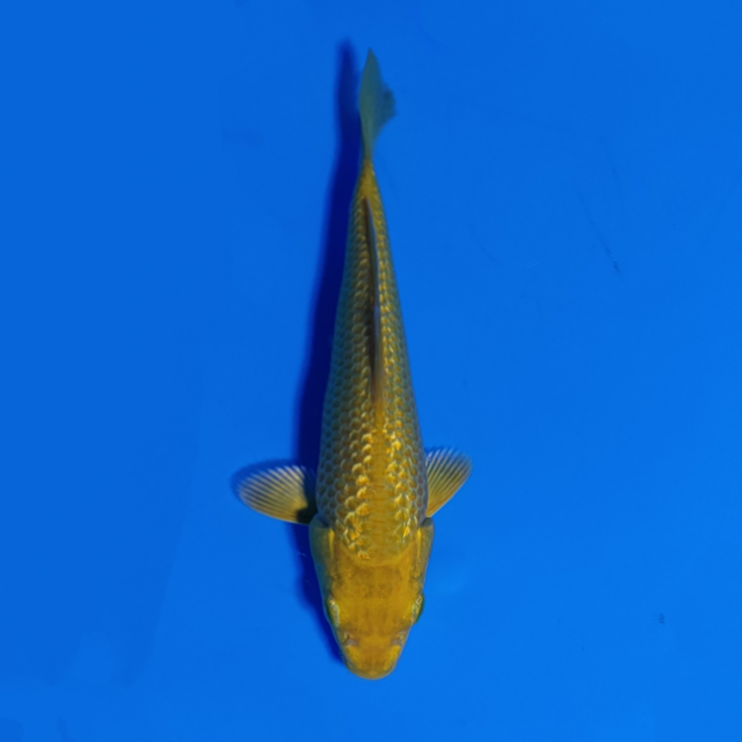 Best In Size E Up 12 cm