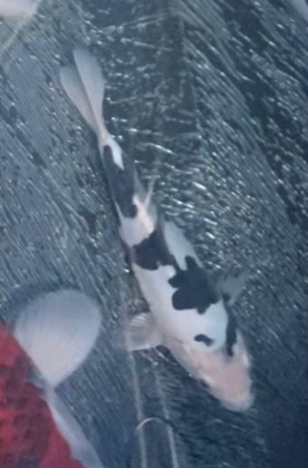 Juara 2