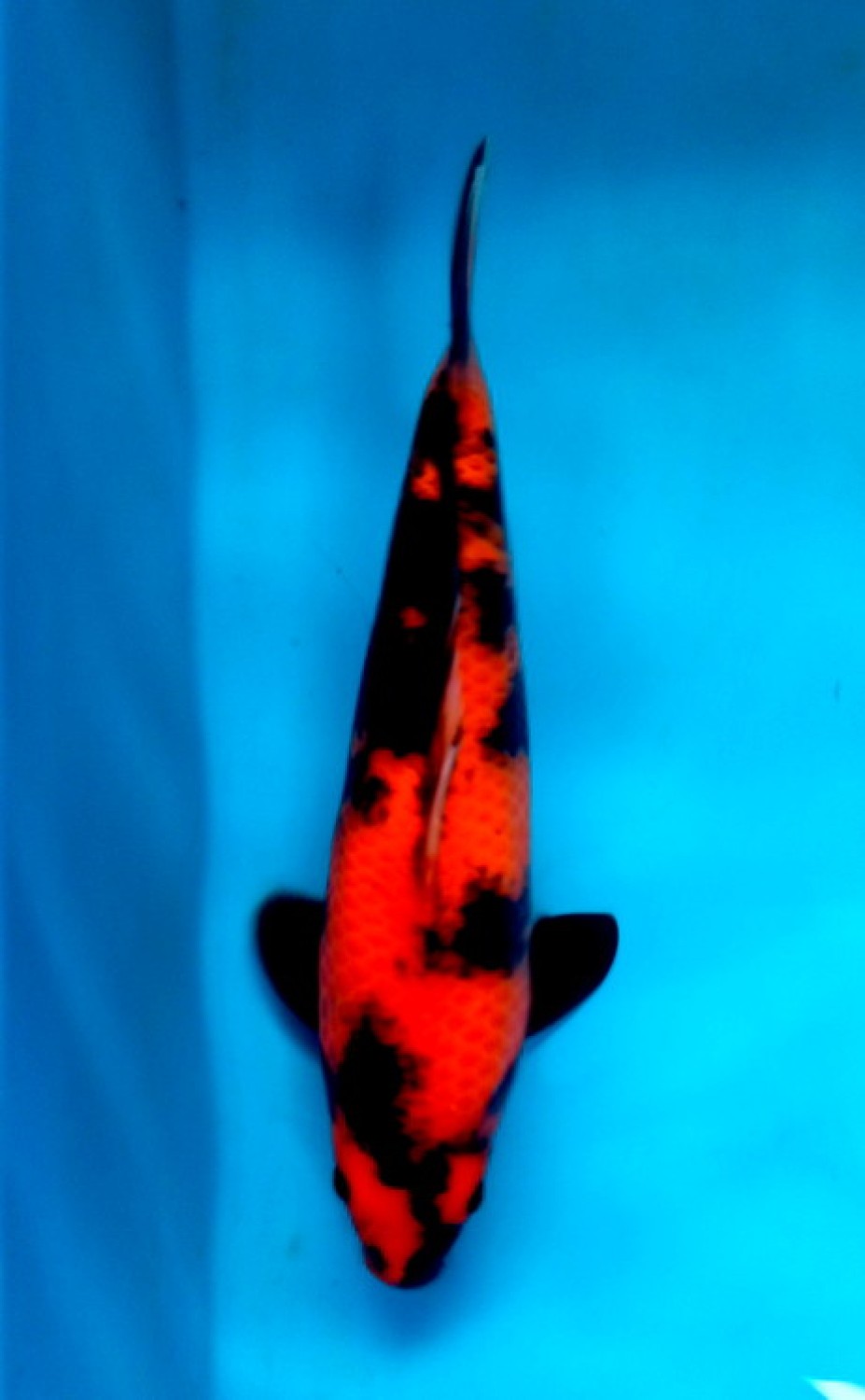 Juara 5