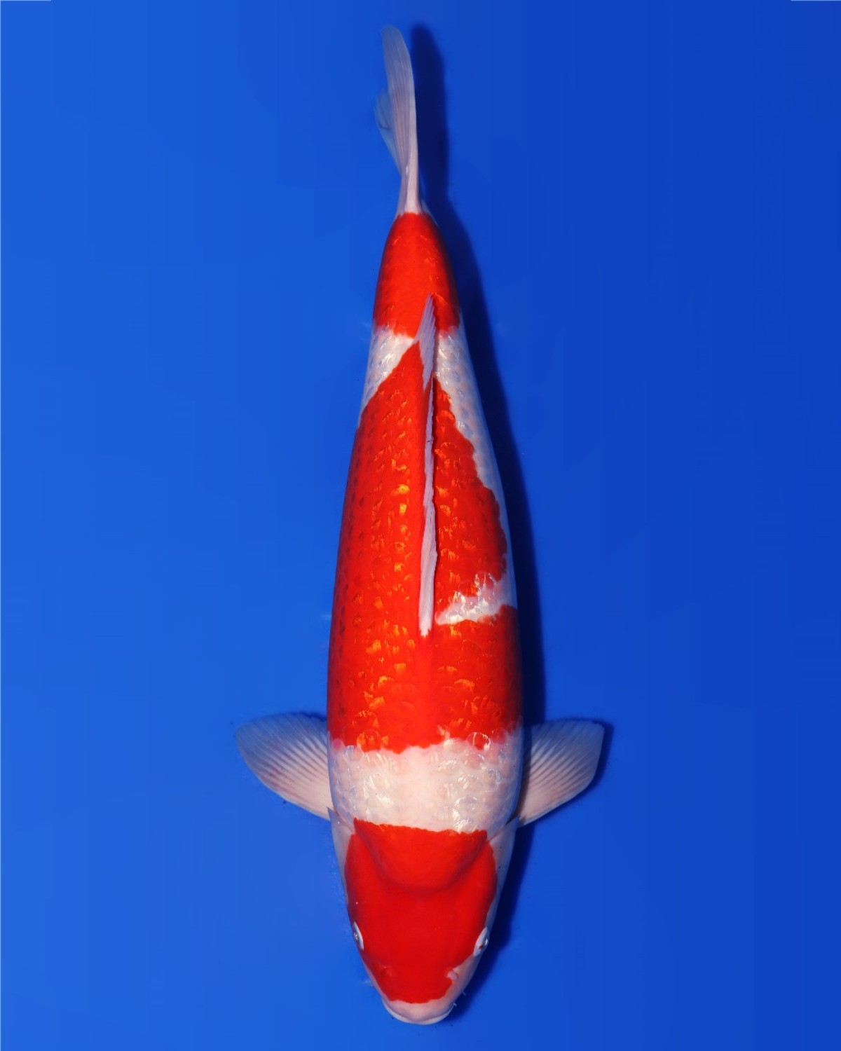 Juara 5