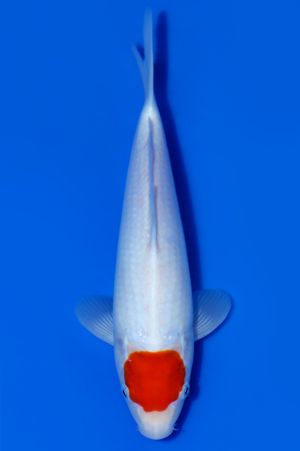 Juara 2