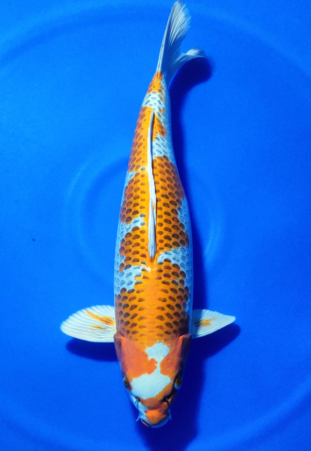 Juara 3