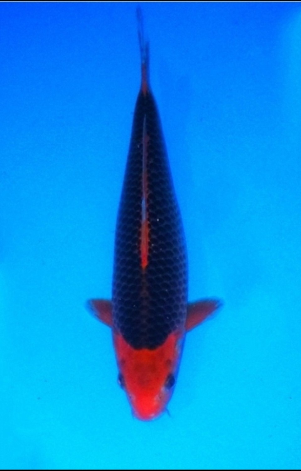 Juara 5