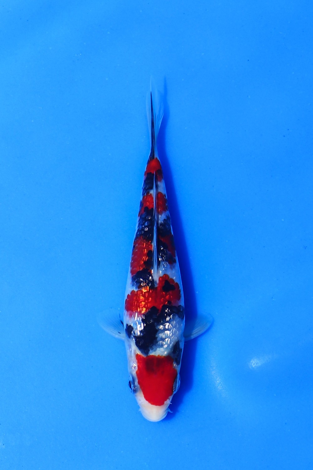 Best In Size B Up 12 cm