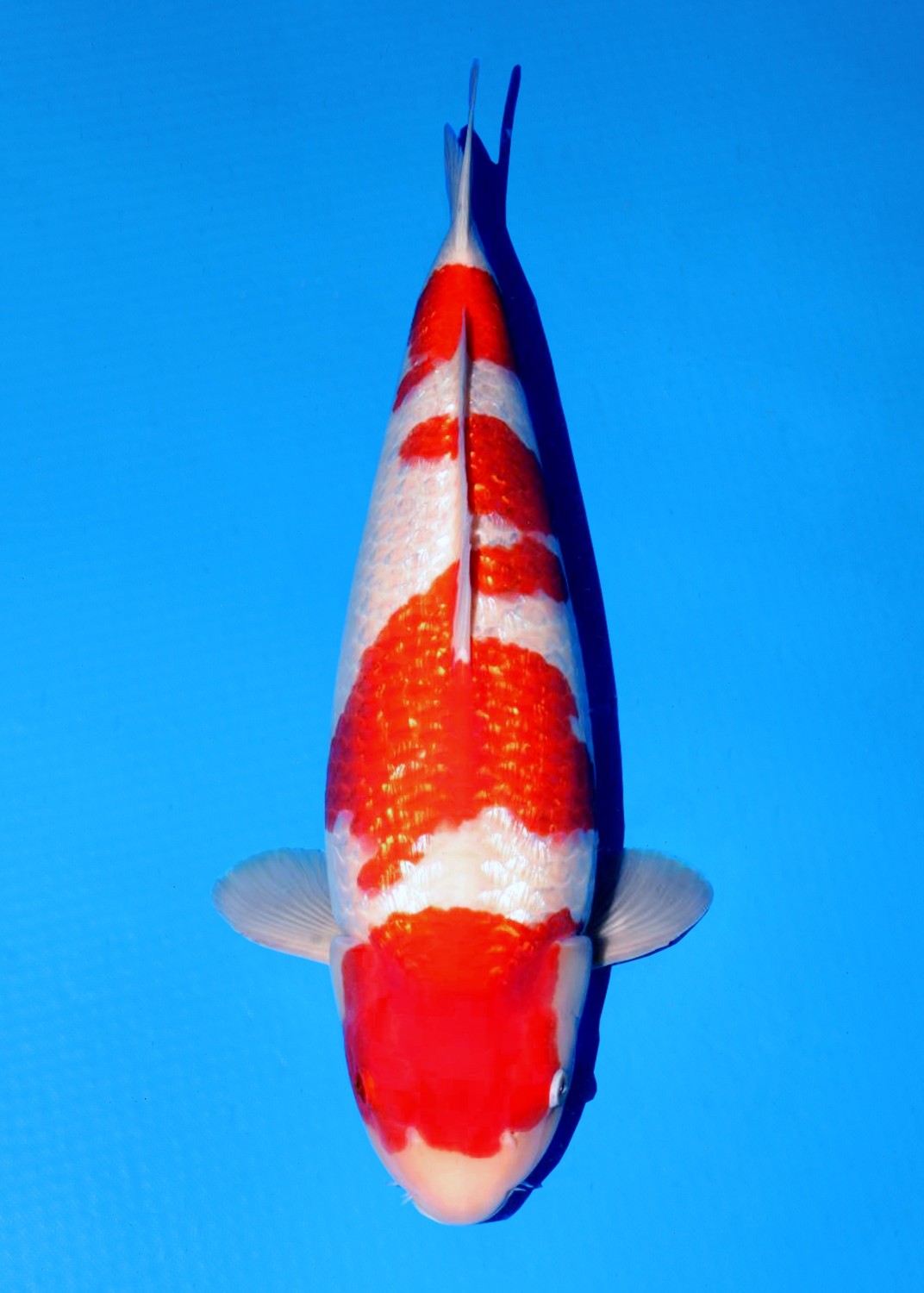 Juara 1