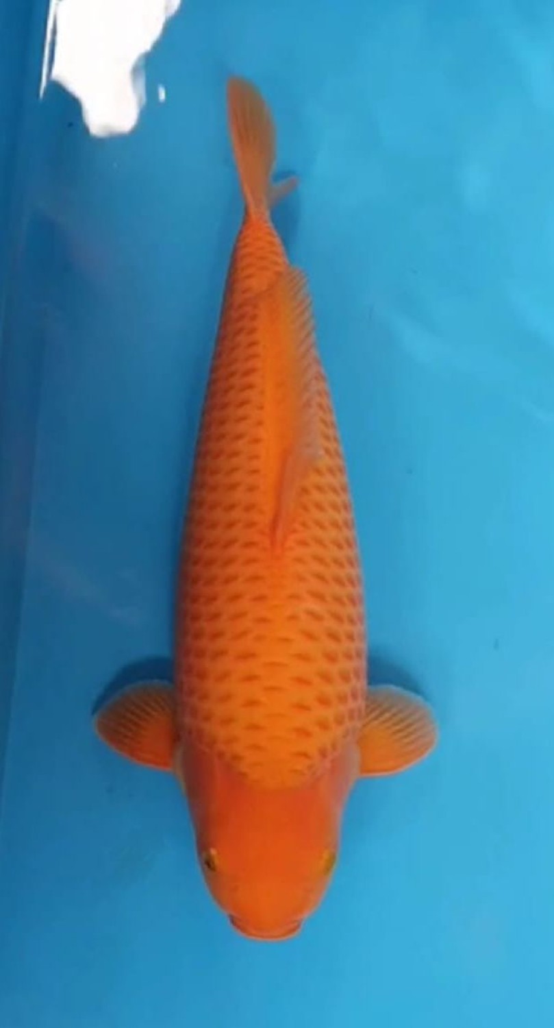 Best In Size E 46 - 50 cm
