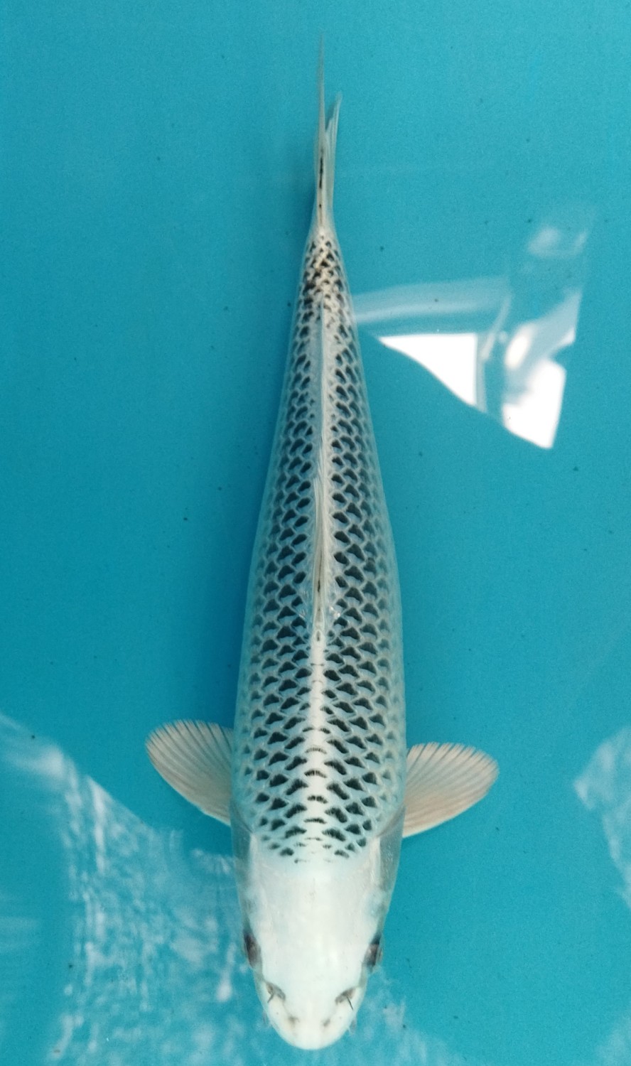 Juara 2