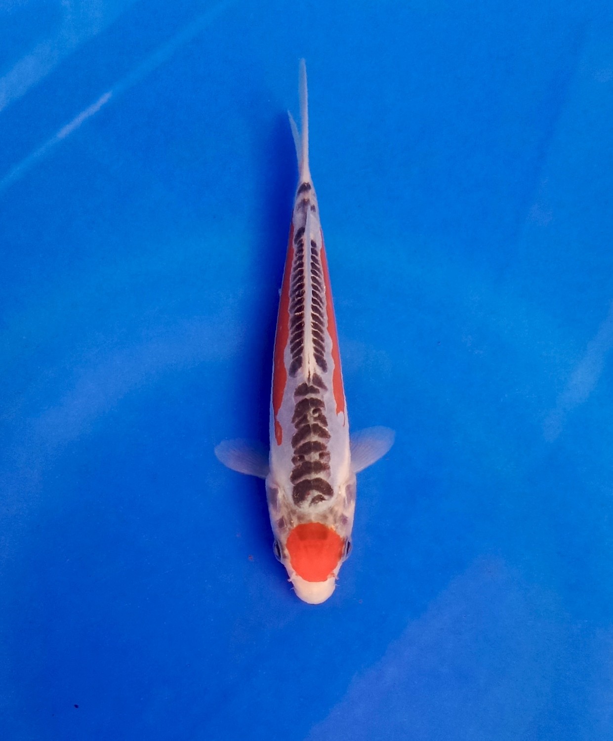 Best In Size D 13-15 cm