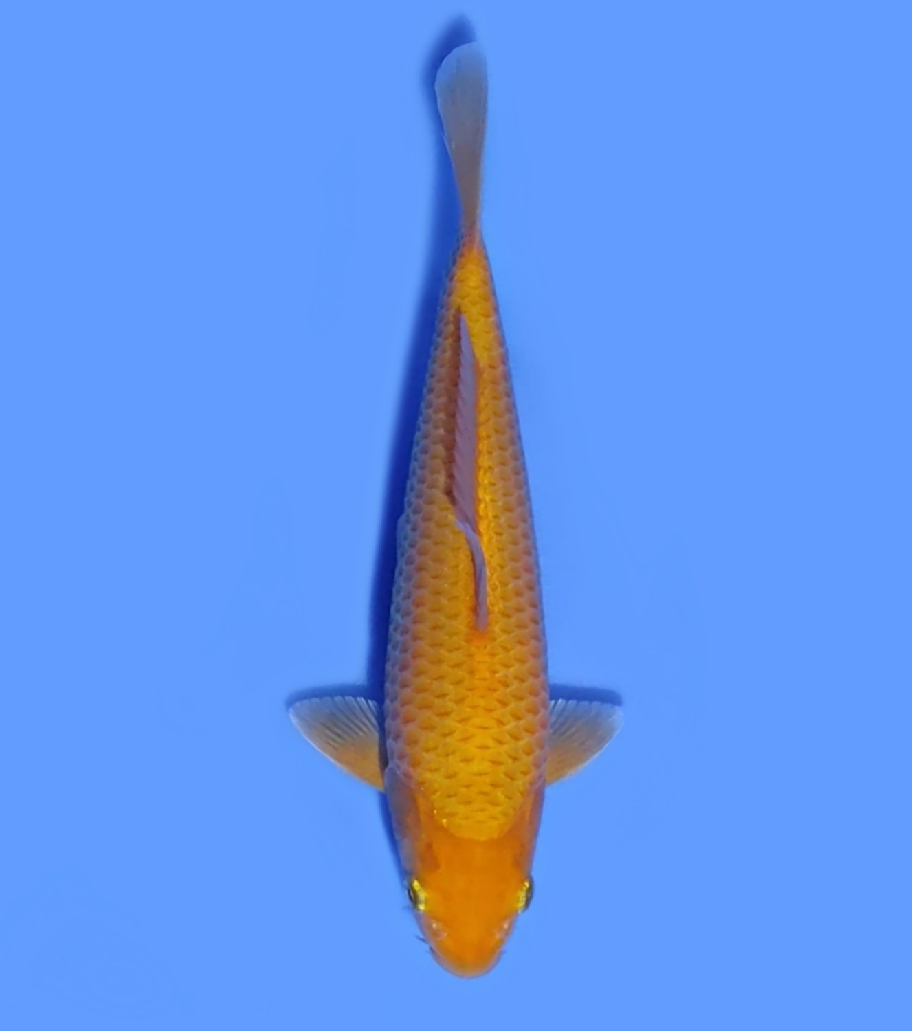 Juara 4