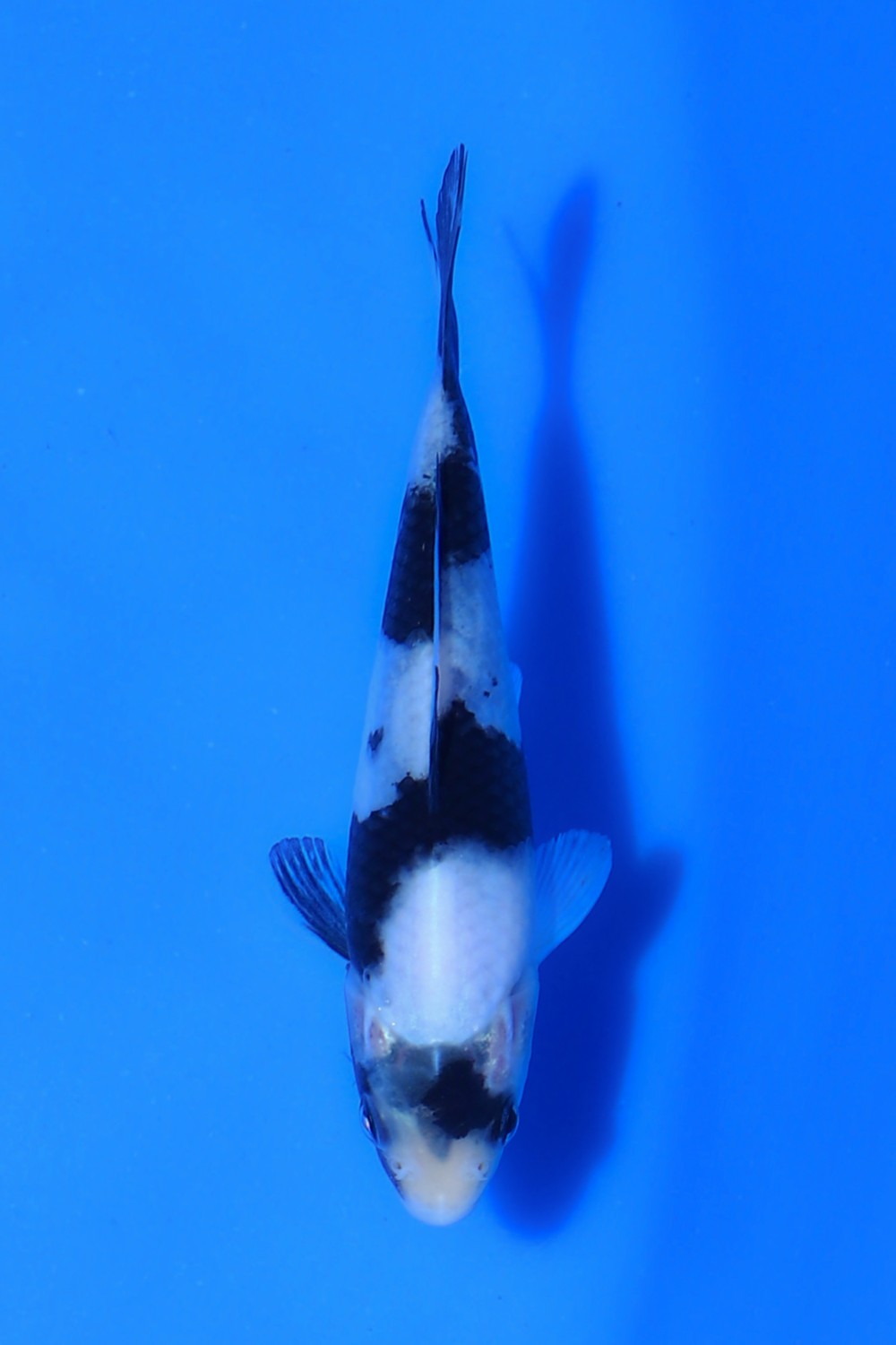 Juara 2