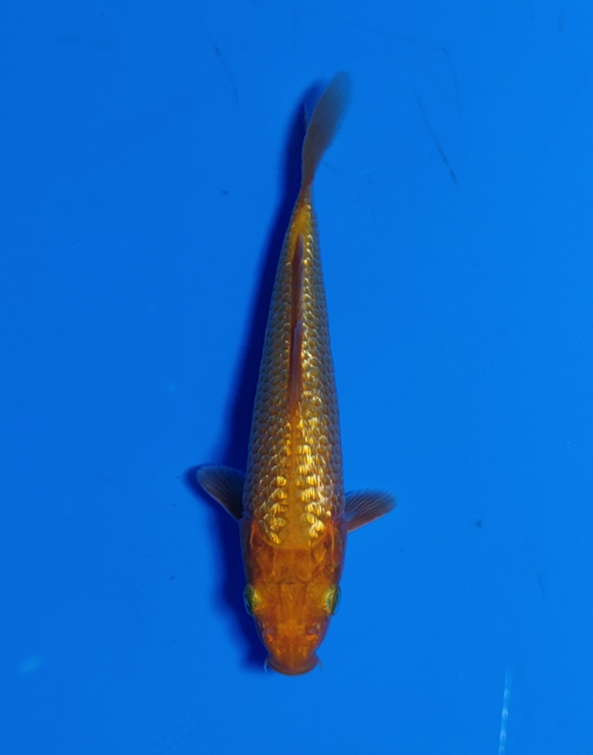 Juara 5