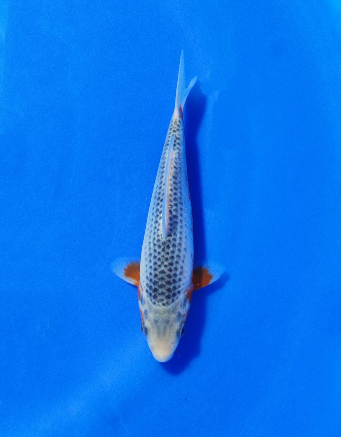 Juara 1