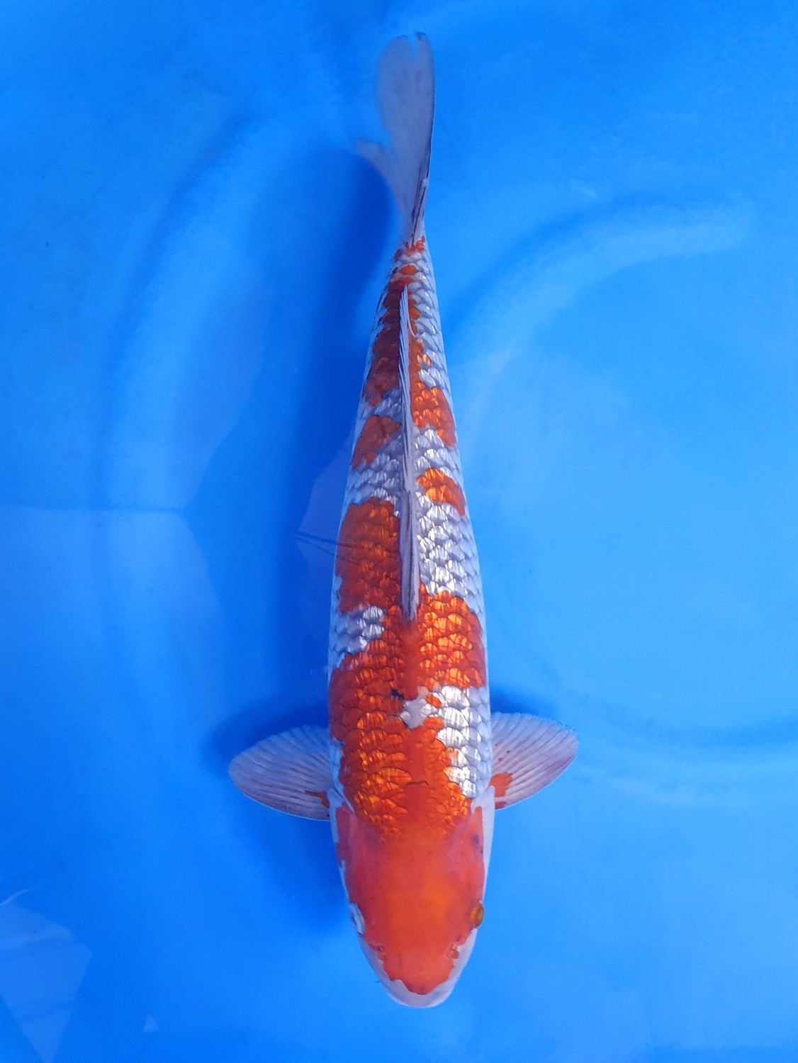 Juara 2
