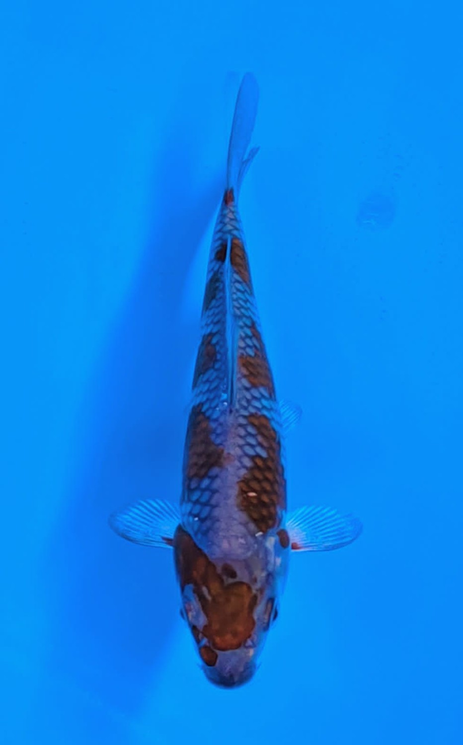 Juara 1