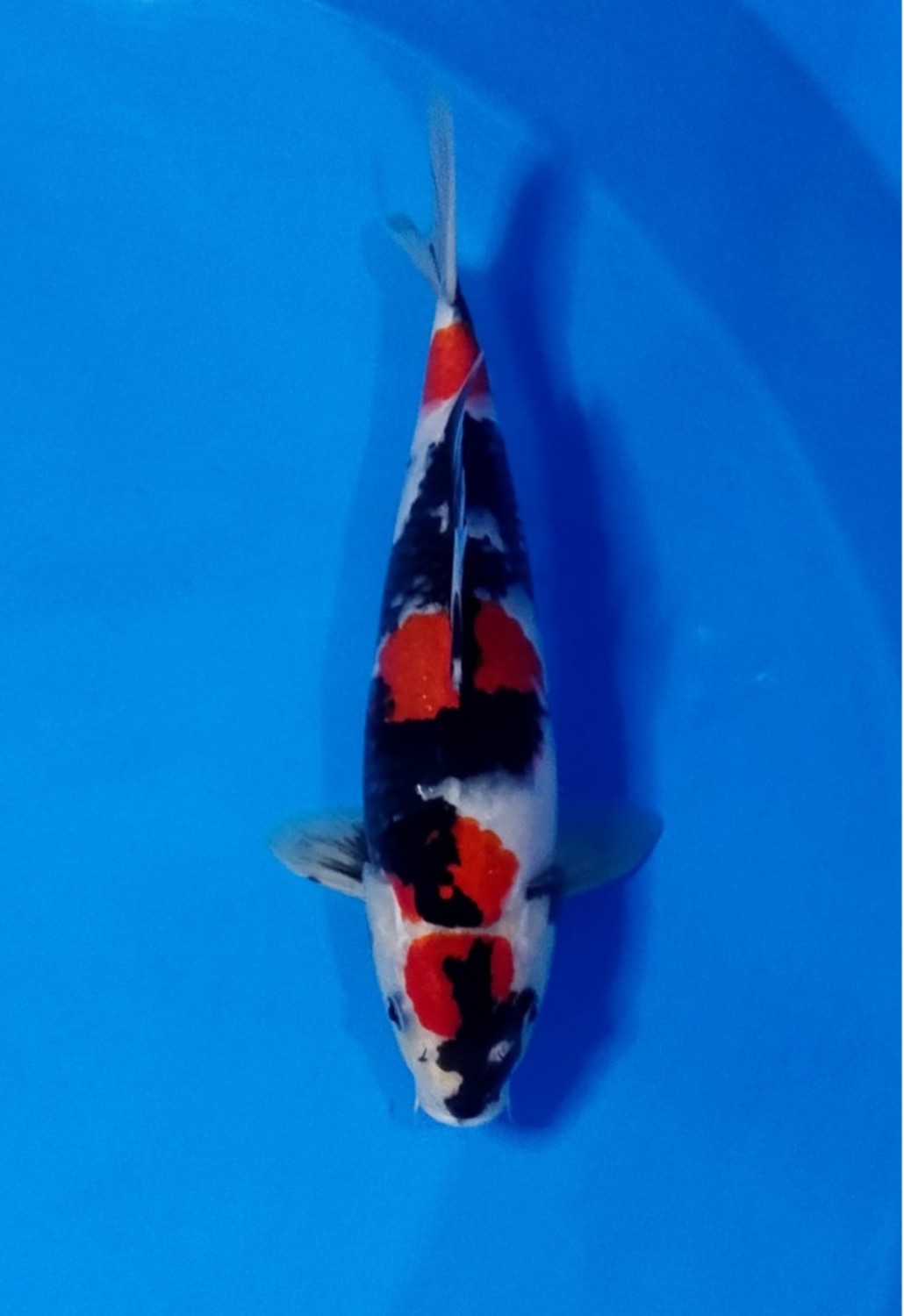 Juara 5