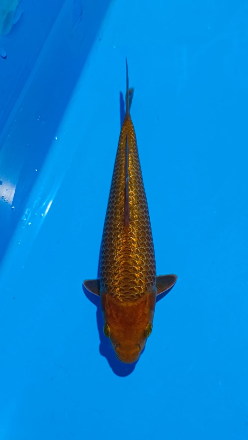 Juara 4
