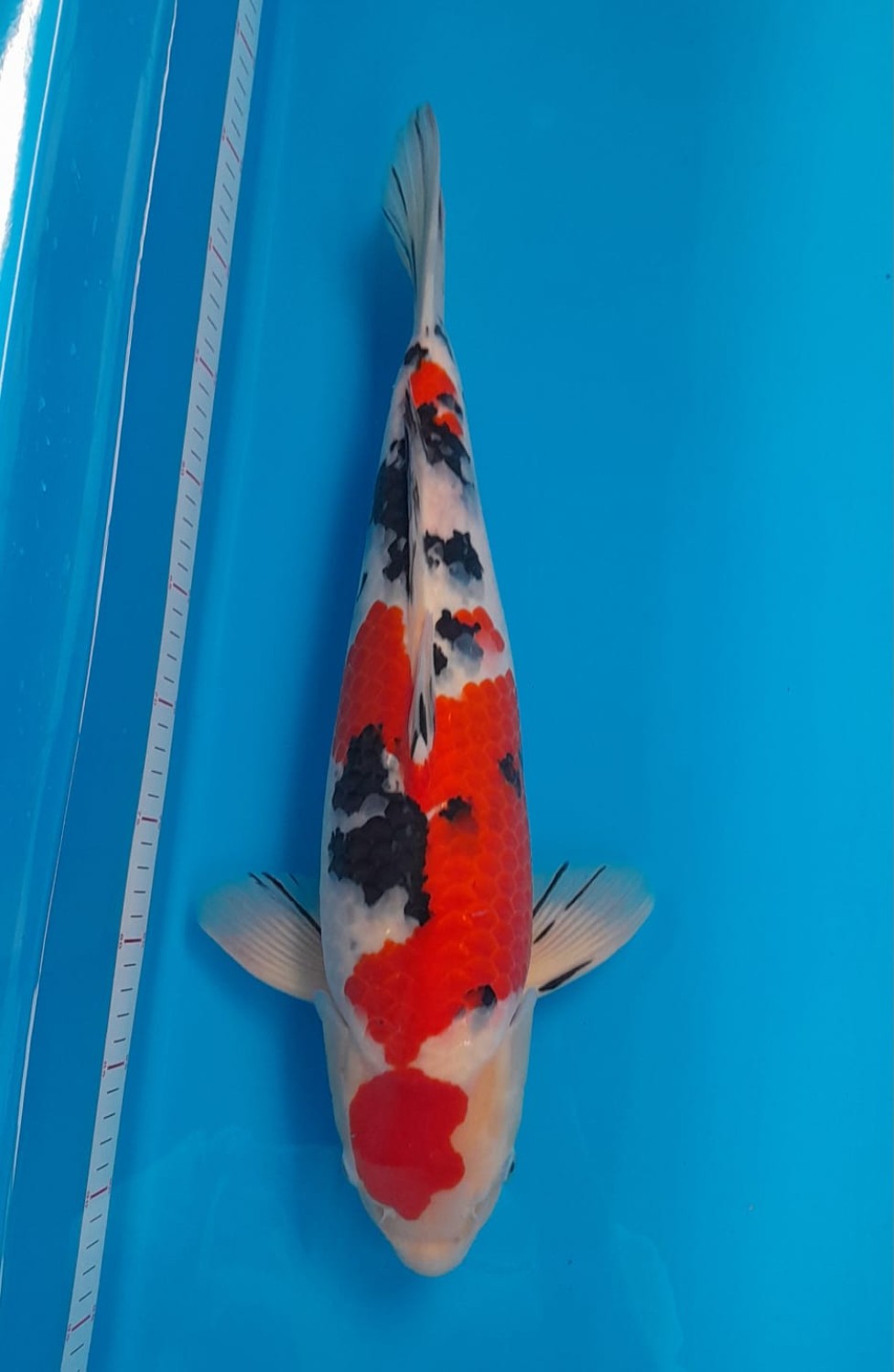 Juara 2