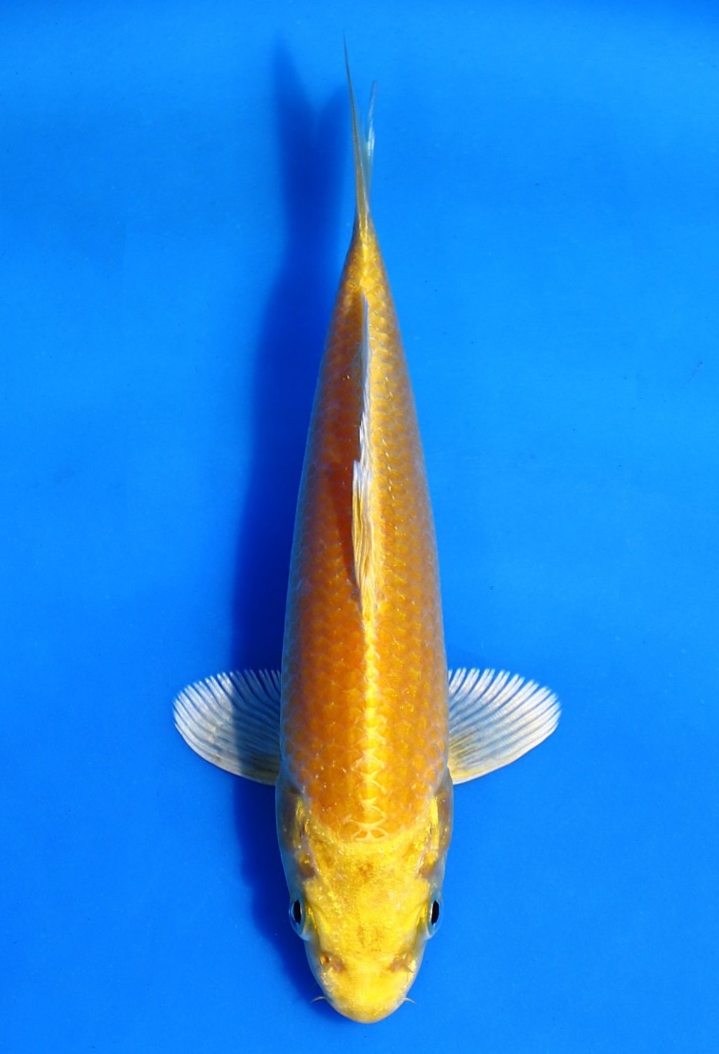 Juara 4