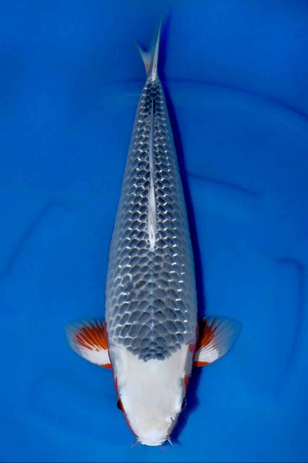 Juara 1