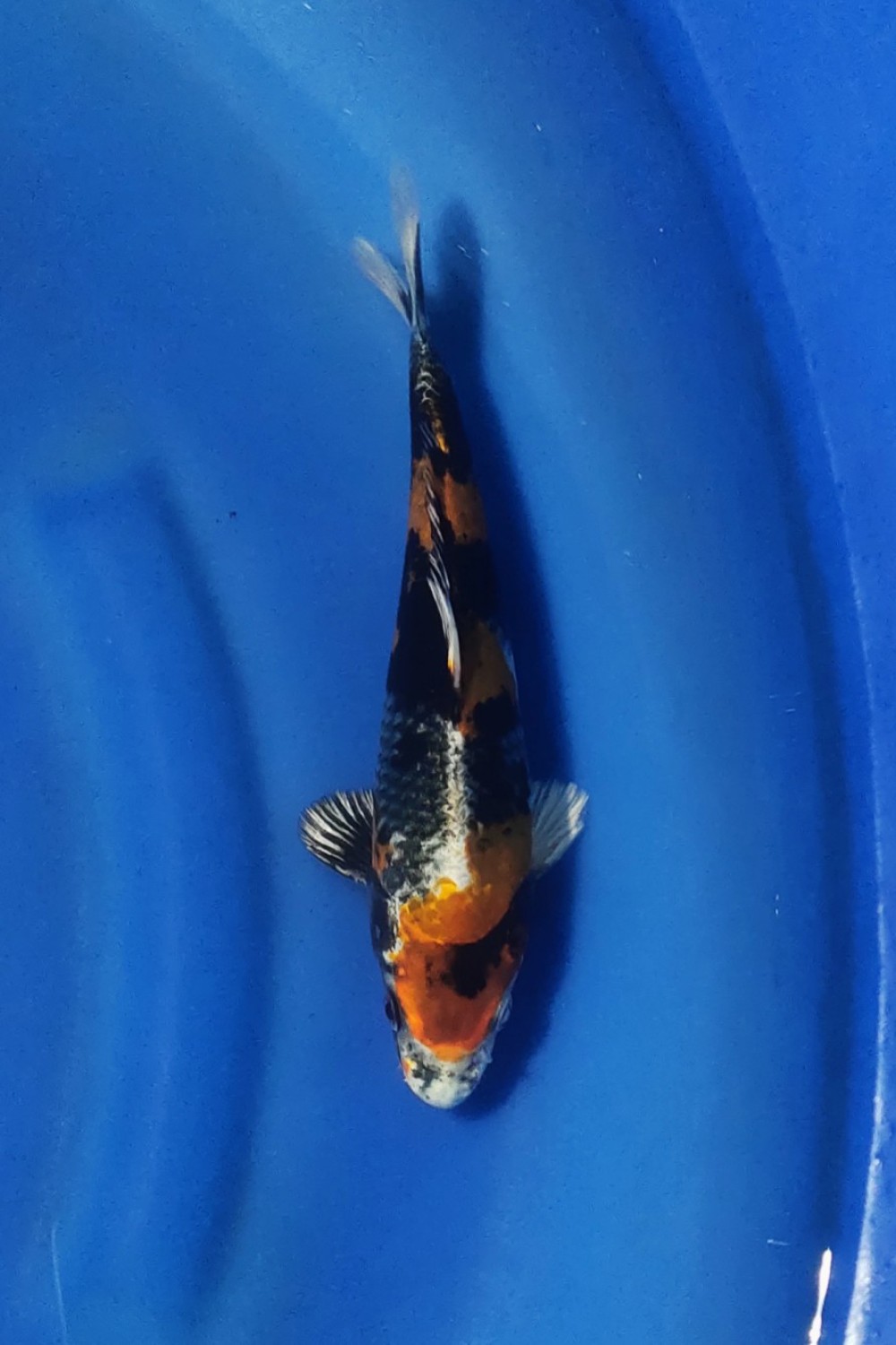 Juara 5