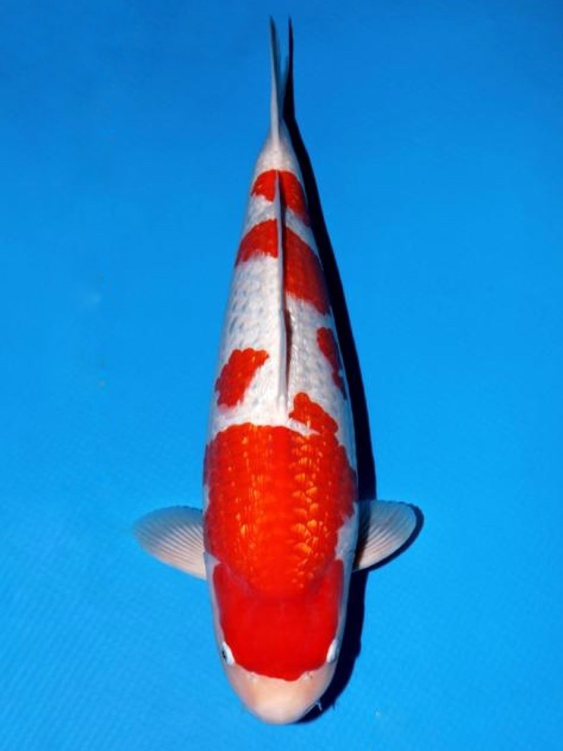Best In Size B 56 - 60 cm