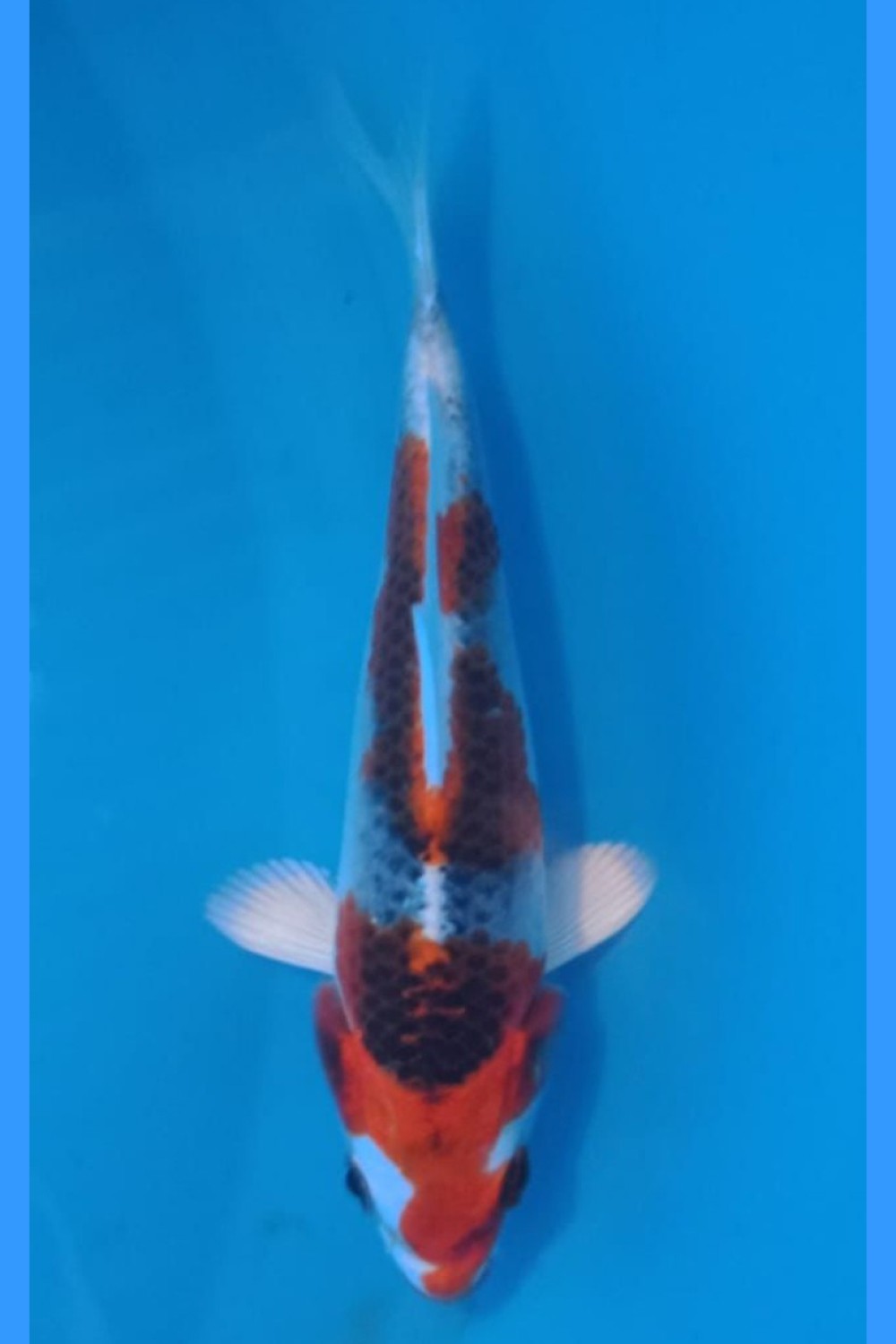 Juara 1