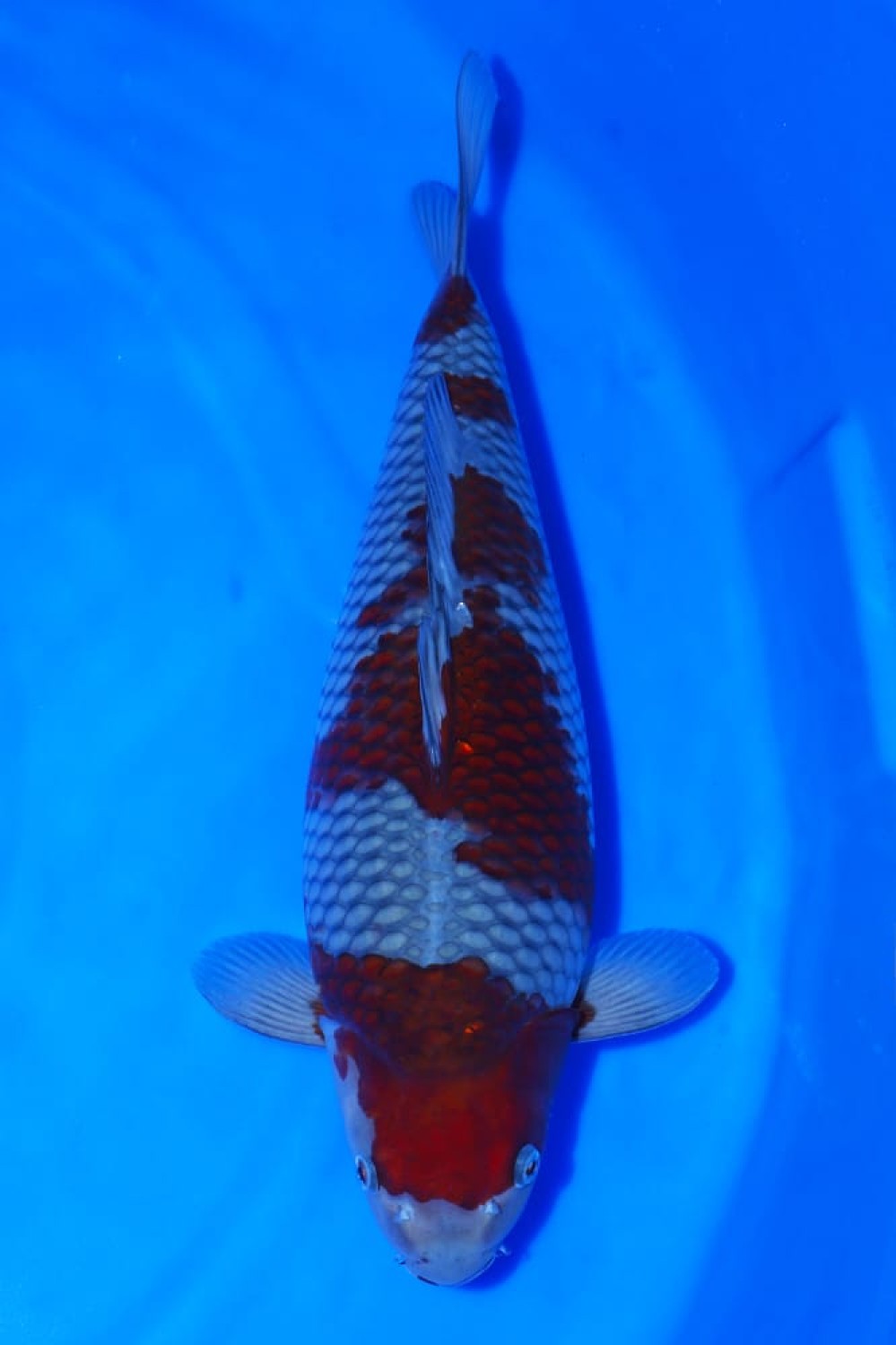 Juara 4