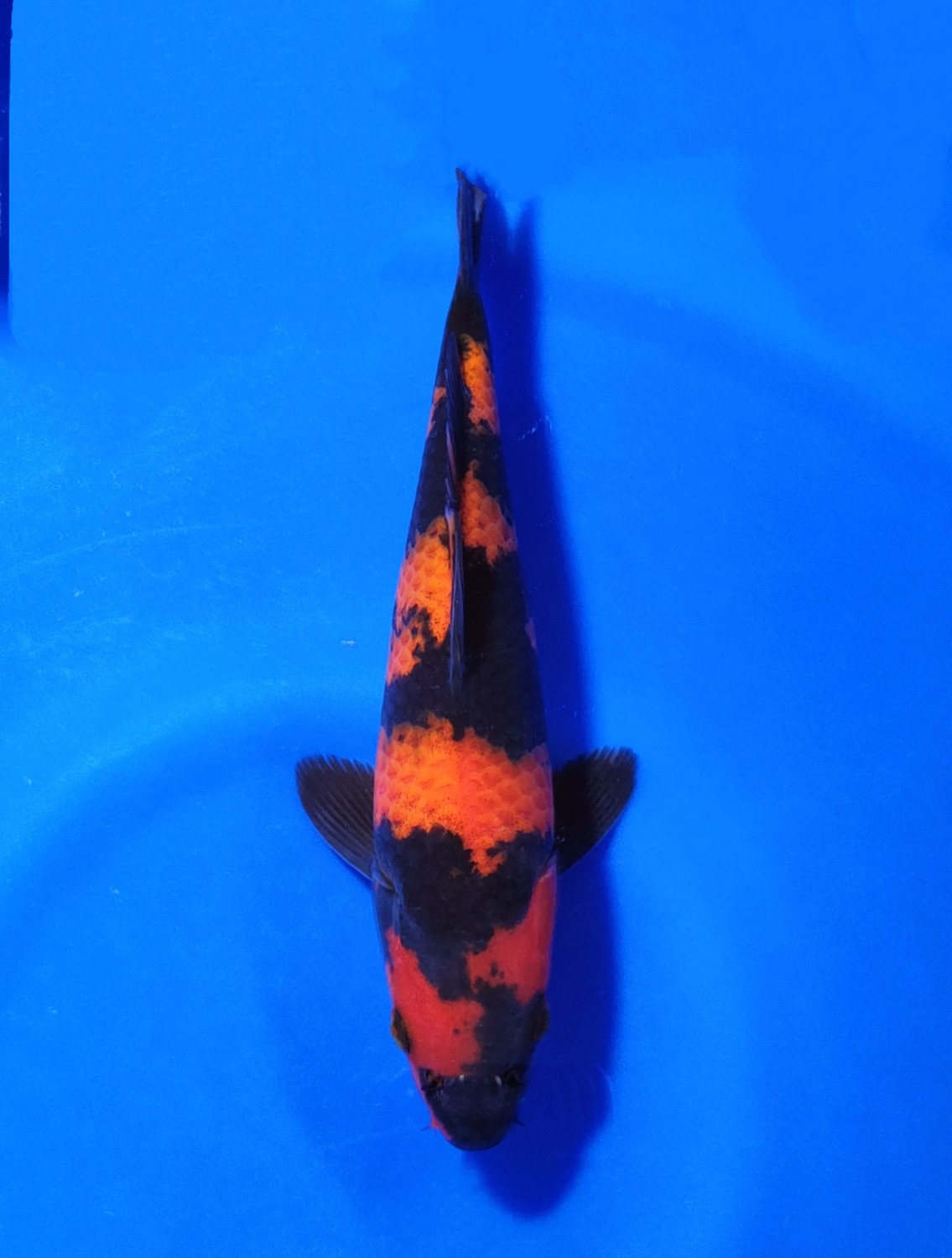 Juara 2
