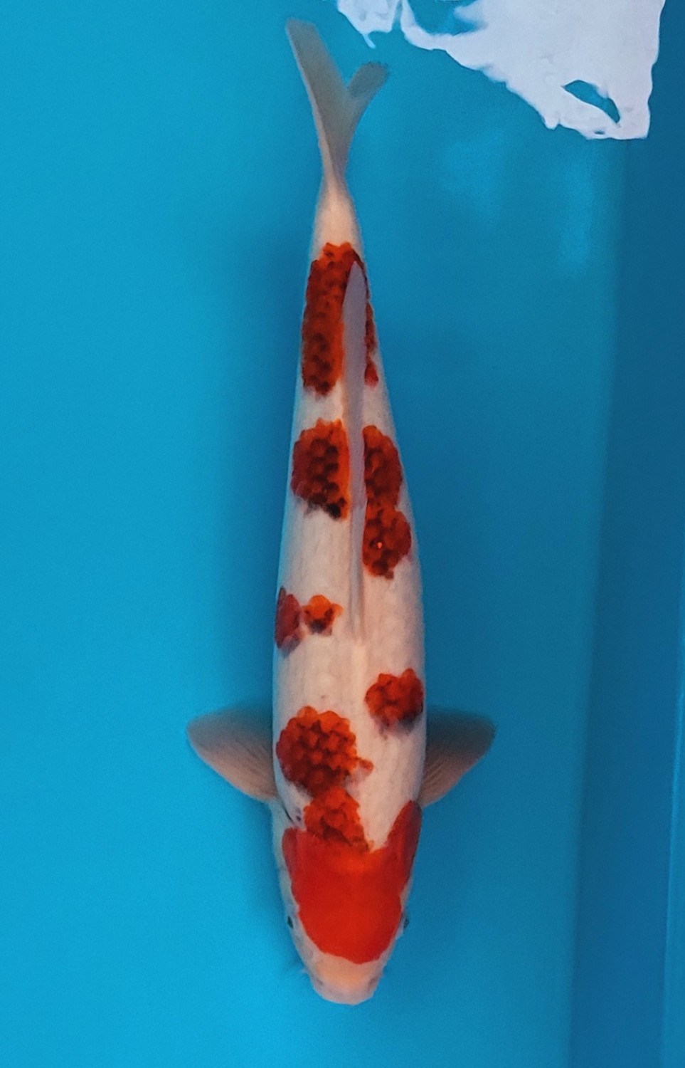 Juara 3