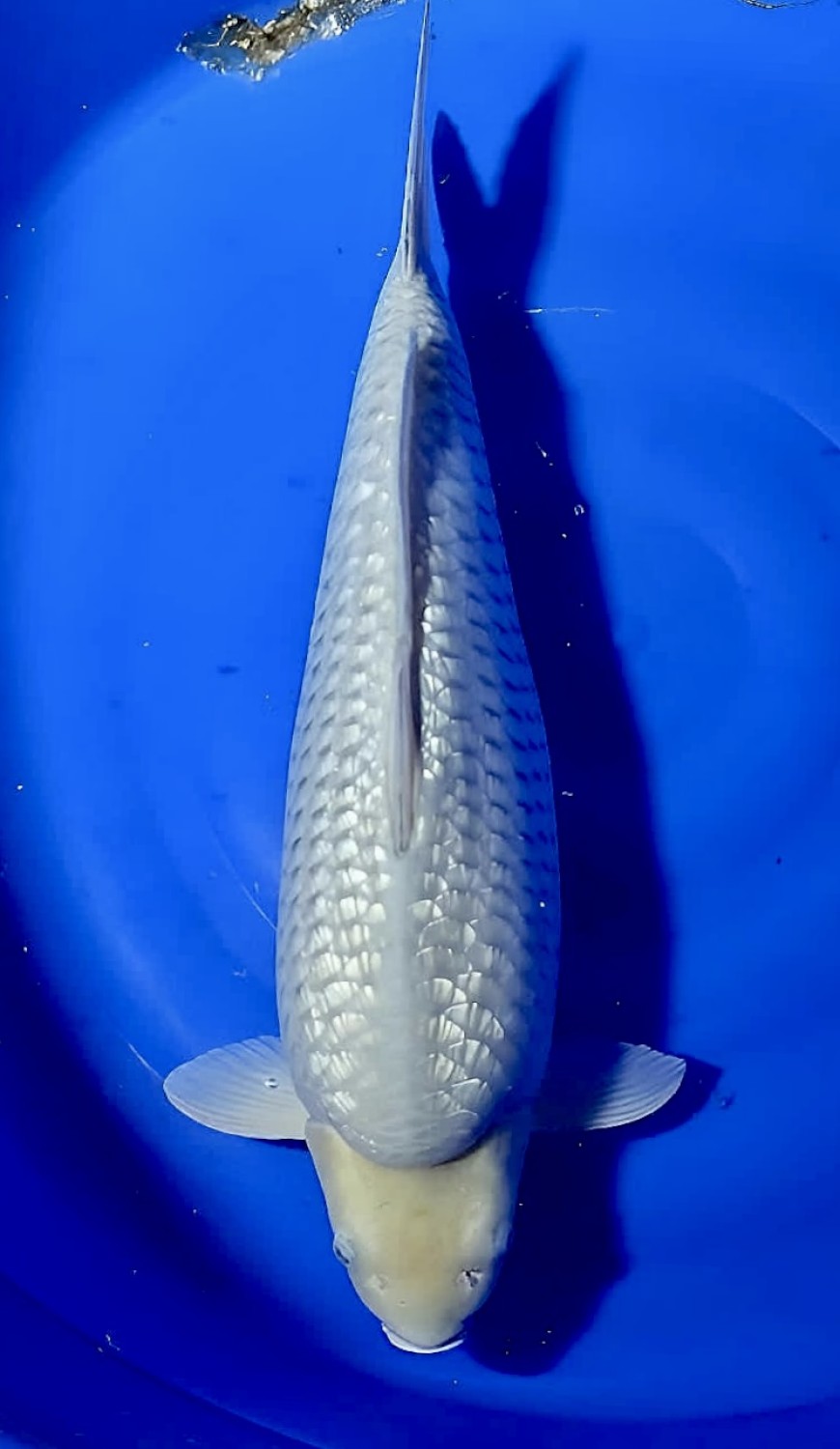 Juara 5