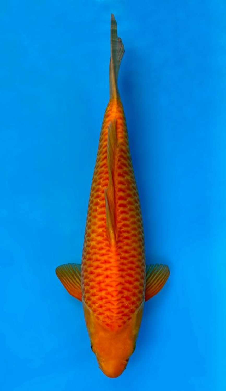 Juara 2