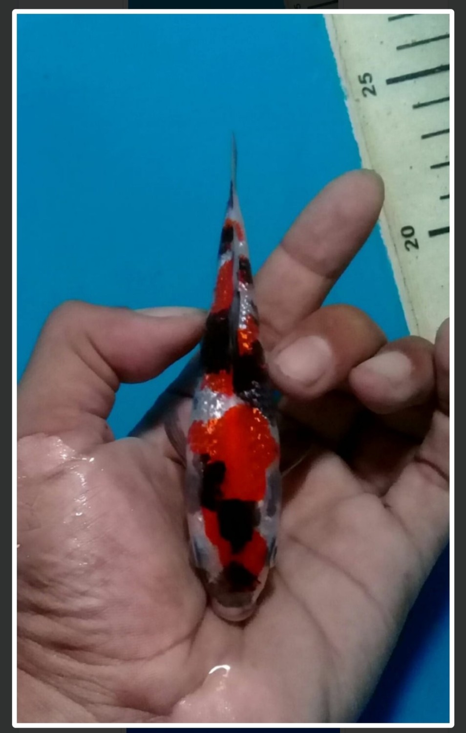 Juara 1
