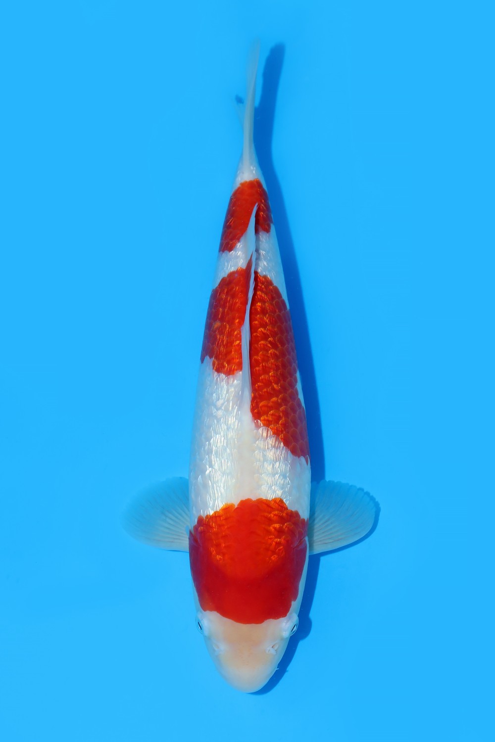 Juara 2