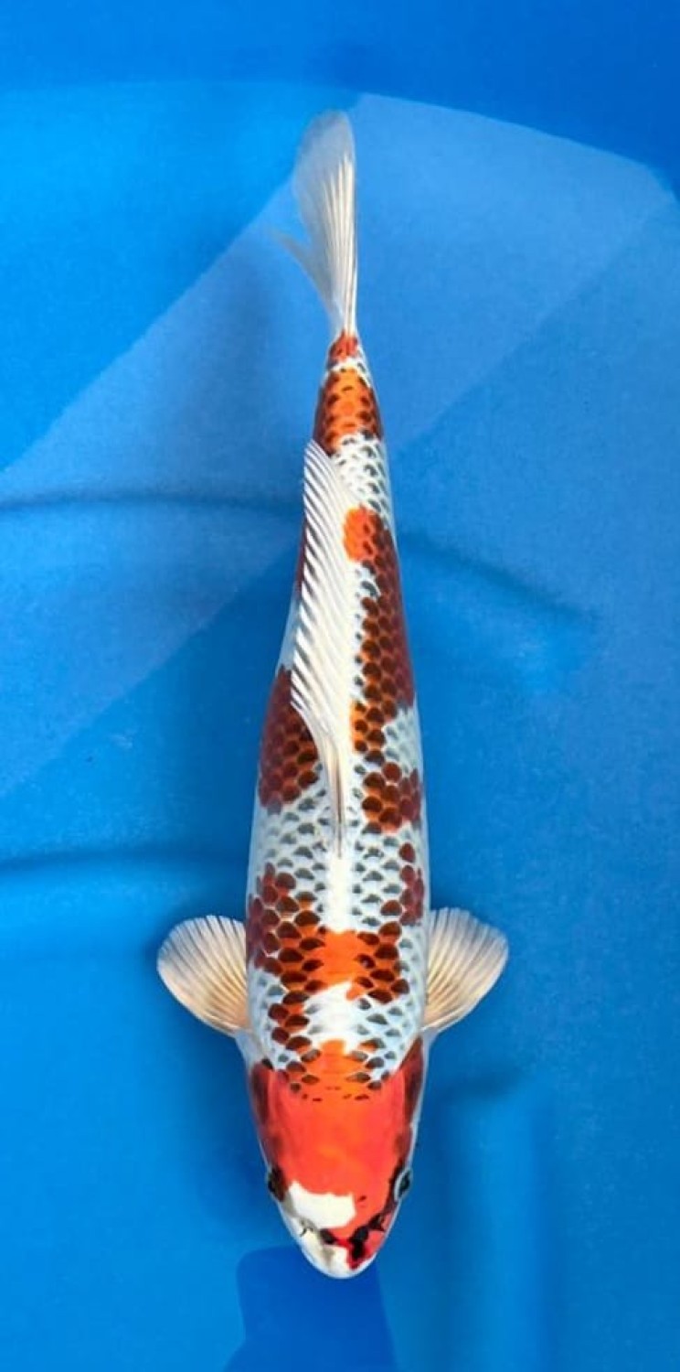 Juara 1