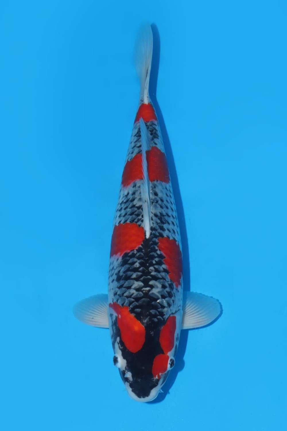 Best In Size B 46 - 50 cm